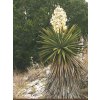 Yucca torreyi semená počet kusov v balení: 5 ks v balení Yucca torreyi semená počet kusov v balení: 5 ks v balení