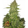 Fast Buds Cannabis Seeds Papaya Cookies Auto 1 ks Fast Buds Cannabis Seeds Papaya Cookies Auto 1 ks