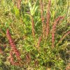 Štiav záhradný - Rumex patientia - semená štiavu - 20 ks Štiav záhradný - Rumex patientia - semená štiavu - 20 ks