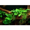 Anubias nana (Košík Ø 5,5 cm) Anubias nana (Košík Ø 5,5 cm)