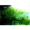 Java moss - Taxiphyllum Barbieri Java moss - Taxiphyllum Barbieri