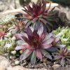 Skalnica - Skalná ruža zmes - Sempervivum hybridum - semená - 30 ks Skalnica - Skalná ruža zmes - Sempervivum hybridum - semená - 30 ks