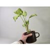 Kvetúlok Dieffenbachia Dezider Kvetúlok Dieffenbachia Dezider