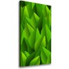 Vertikálny foto obraz na plátne Zelené lístie 50x100 cm Vertikálny foto obraz na plátne Zelené lístie 50x100 cm