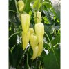 PAPRIKA HETVEZER F1 250 semien PAPRIKA HETVEZER F1 250 semien