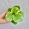 Peperomia Obtusifolia Variegata baby Peperomia Obtusifolia Variegata baby