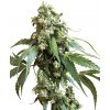 Sensi Seeds Cannabis Seeds Jack Flash® Regular, 10 ks Sensi Seeds Cannabis Seeds Jack Flash® Regular, 10 ks