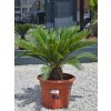 Cycas revoluta Premium v celkovej výške 75 cm a výškou kmeňa 14 cm