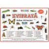 Súbor 24 kariet - zvieratá - Hmyz