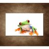 Obraz - Žabka 90x60cm Obraz - Žabka 90x60cm