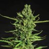 Doctor´s Choice Seeds Devotchka Auto Feminized 1 ks Doctor´s Choice Seeds Devotchka Auto Feminized 1 ks