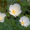 Slncovka kalifornská biela - Eschscholzia californica - semená - 450 ks Slncovka kalifornská biela - Eschscholzia californica - semená - 450 ks