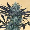 Humboldt Seed Organization - Blueberry Headband 10 ks - semená neobsahujú THC Humboldt Seed Organization - Blueberry Headband 10 ks - semená neobsahujú THC