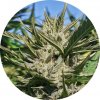 Top Tao Seeds - Haze Auto Tao regular 10 ks - Semená neobsahujú THC. Top Tao Seeds - Haze Auto Tao regular 10 ks - Semená neobsahujú THC.