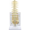 Model chrbtice Sacrum (Anatomické modely) Model chrbtice Sacrum (Anatomické modely)
