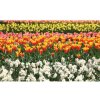 Fototapeta na stenu - FT5126 - Farebné tulipány 312cm x 219cm - Vliesová fototapeta Fototapeta na stenu - FT5126 - Farebné tulipány 312cm x 219cm - Vliesová fototapeta