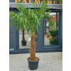 Trachycarpus fortunei Premium vo výške 220 cm s výškou kmeňa 80 cm Trachycarpus fortunei Premium vo výške 220 cm s výškou kmeňa 80 cm