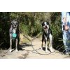 Rozdvojka na vodítko pro psy - DOOG Dual Walker - BOLT, 2x 38-60 cm Rozdvojka na vodítko pro psy - DOOG Dual Walker - BOLT, 2x 38-60 cm