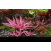 Cryptocoryne Cryptocoryne