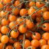 Paradajka tyčková Aprikola F1 - Solanum lycopersicum - semená paradajok - 7 ks Paradajka tyčková Aprikola F1 - Solanum lycopersicum - semená paradajok - 7 ks