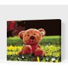 Vymalujsisam.sk Maľovanie podľa čísiel Macík na tráve Veľkosť 30 x 40 cm Rám Na kartónovej doske