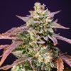 Sweet Seeds - Purple Punch OG XL Auto 3 ks - Semená neobsahujú THC. Sweet Seeds - Purple Punch OG XL Auto 3 ks - Semená neobsahujú THC.