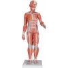 Kompletná postava so svalmi a vnútornými orgánmi, dvojaké pohlavie, 33 častí (Anatomické modely) Kompletná postava so svalmi a vnútornými orgánmi, dvojaké pohlavie, 33 častí (Anatomické modely)