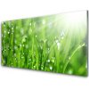 Sklenený obklad Do kuchyne Príroda tráva kvapky 100x50 cm Sklenený obklad Do kuchyne Príroda tráva kvapky 100x50 cm