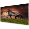 Obraz na akrylátovom skle Čierny kôň lúka zvieratá 100x50 cm Obraz na akrylátovom skle Čierny kôň lúka zvieratá 100x50 cm