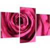 Obraz ružové ruže (Obraz 90x60cm) Obraz ružové ruže (Obraz 90x60cm)