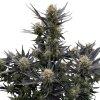 Fast Buds - Guava Auto RF3 10 kusov - Semená neobsahujú THC Fast Buds - Guava Auto RF3 10 kusov - Semená neobsahujú THC