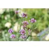 Verbena bonariensis Clt. 1,5 Verbena bonariensis Clt. 1,5