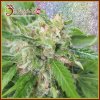 Dr. Krippling Seeds - Kripplicious 5 ks - Semená neobsahujú THC Dr. Krippling Seeds - Kripplicious 5 ks - Semená neobsahujú THC