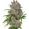 Sensi Seeds Cannabis Seeds Purple Bud Automatic Feminized by White Label, 3-10 ks 5 ks Sensi Seeds Cannabis Seeds Purple Bud Automatic Feminized by White Label, 3-10 ks 5 ks