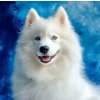 Norimpex Puzzle diamantová maľba Samojed 30 x 40cm 1-39 dielov
