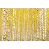 DIMEX | Vliesové fototapety na stenu Žltá breza MS-5-1898 | 375 x 250 cm | biela, čierna, žltá + Vliesová fototapeta na stenu DIMEX Žltá breza MS51898 v rozmere 375 x 250 cm DIMEX | Vliesové fototapety na stenu Žltá breza MS-5-1898 | 375 x 250 cm | biela, čierna, žltá + Vliesová fototapeta na stenu DIMEX Žltá breza MS51898 v rozmere 375 x 250 cm