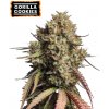 Seedstockers - Gorilla Cookies Auto 5 ks - Semená neobsahujú THC Seedstockers - Gorilla Cookies Auto 5 ks - Semená neobsahujú THC