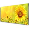 Sklenený obklad Do kuchyne Slnečnica kvet rastlina 100x50 cm Sklenený obklad Do kuchyne Slnečnica kvet rastlina 100x50 cm