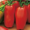 Paradajka Scatolone 2 - TVAR PAPRIKY, VYNIKAJÚCA NA ZAVÁRANIE, Čerstvé semená Paradajka Scatolone 2 - TVAR PAPRIKY, VYNIKAJÚCA NA ZAVÁRANIE, Čerstvé semená