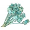 Sušené stabilizované makovice malé - aqua Sušené stabilizované makovice malé - aqua