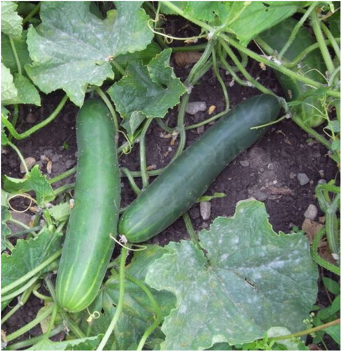 BIO uhorka šalátová Tanja - Cucumis sativus - bio semená uhorky - 10 ks