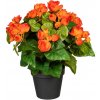 Begonia oranžová v kvetináči, 35cm (umelý kvet) Begonia oranžová v kvetináči, 35cm (umelý kvet)
