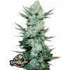 Fast Buds Cannabis Seeds Tangie Auto 3 pcs Fast Buds Cannabis Seeds Tangie Auto 3 pcs