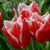 Tulipán Canasta - Tulipa - predaj cibuľovín - 3 ks Tulipán Canasta - Tulipa - predaj cibuľovín - 3 ks