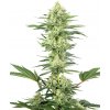Sensi Seeds Cannabis Seeds White Gorilla Haze Feminized od White Label, 3-10 ks 10 ks Sensi Seeds Cannabis Seeds White Gorilla Haze Feminized od White Label, 3-10 ks 10 ks