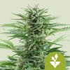 Royal Queen Seeds - Easy Bud Auto 10 ks - Semená neobsahujú THC. Royal Queen Seeds - Easy Bud Auto 10 ks - Semená neobsahujú THC.