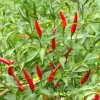 Chilli Tabasco - Capsicum frutescens - semená chilli - 7 ks Chilli Tabasco - Capsicum frutescens - semená chilli - 7 ks
