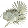 Sušené palmové listy tvarované - vejár veľký 5ks - prírodný Sušené palmové listy tvarované - vejár veľký 5ks - prírodný