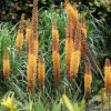 Fakľa Kleopatra - Eremurus - cibuľoviny - 1 ks Fakľa Kleopatra - Eremurus - cibuľoviny - 1 ks