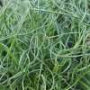 Sitina rozložitá Spiralis - Juncus effusus - semená - 20 ks Sitina rozložitá Spiralis - Juncus effusus - semená - 20 ks